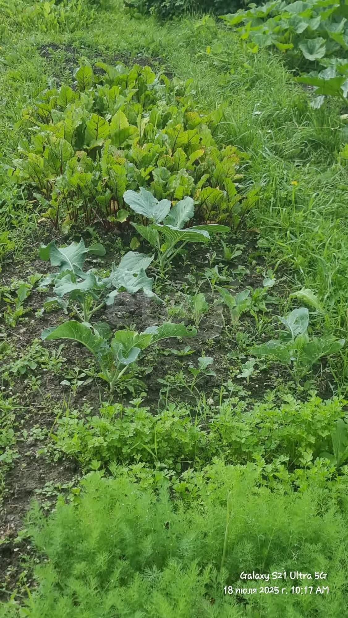 Купить дачу, дом, коттедж за 2 500 000 рублей на Злые собаки