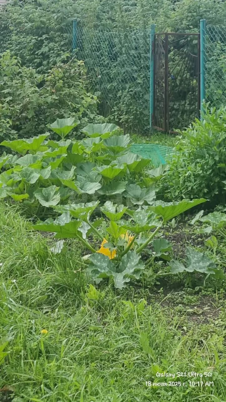 Коттедж/дом Злые собаки